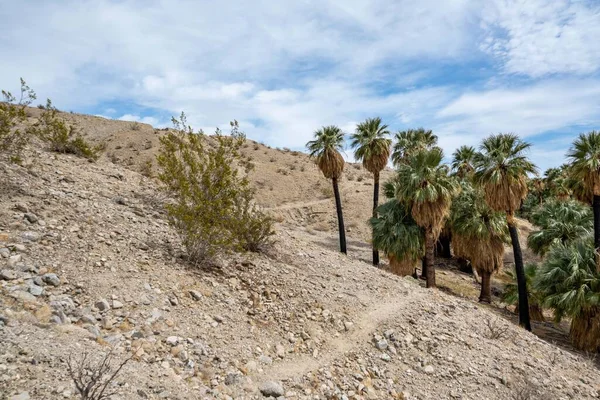 Palmy Pushawalla Palm Springs Kalifornia — Zdjęcie stockowe