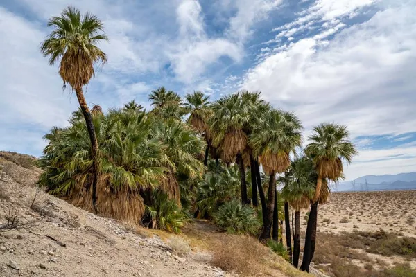 Pushawalla Palm Trees Στο Palm Springs Καλιφόρνια — Φωτογραφία Αρχείου
