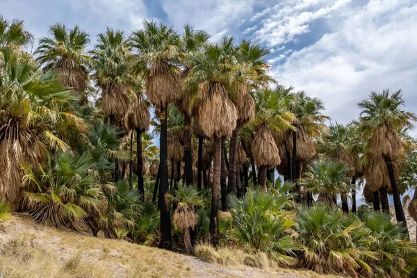Palm Springs Kaliforniya Daki Pushawalla Palmiye Ağaçları — Stok fotoğraf