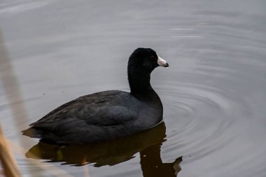 Hilton Head Adası, Güney Carolina 'da bir Amerikan Koyu