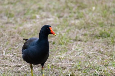 Hilton Head Adası, Güney Carolina 'da yaygın bir Gallinule.