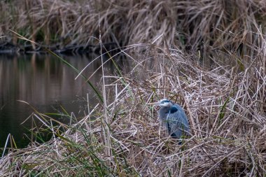 Hilton Head Adası, Güney Carolina 'da büyük bir Mavi Balıkçıl.