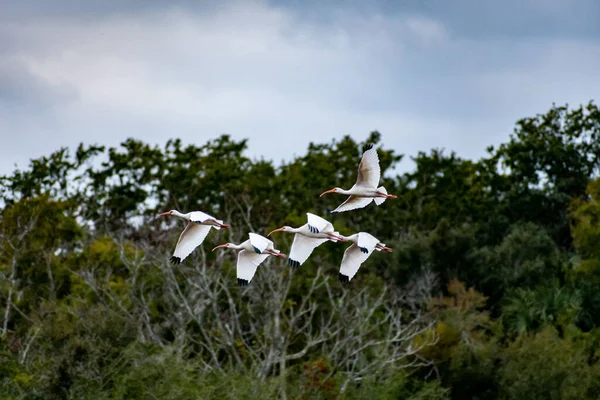 Ibis Blanco Natural Hilton Head Island Carolina Del Sur —  Fotos de Stock