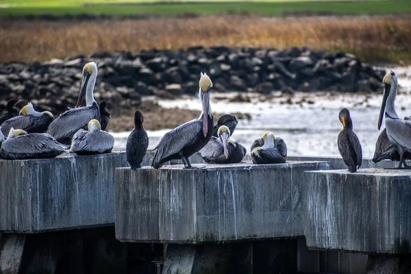 Eine Gruppe Pelikane Hilton Head Island South Carolina — Stockfoto