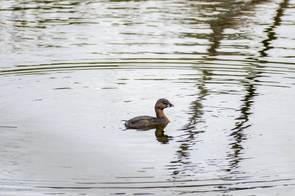 Grebe Banido Hilton Head Island Carolina Sul — Fotografia de Stock