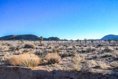 Güney Kaliforniya 'da Mojave Çölü' nde büyük yeşil bir Yucca ağacı var.