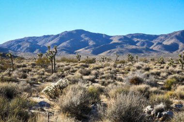 Güney Kaliforniya 'da Mojave Çölü' nde büyük yeşil bir Yucca ağacı var.