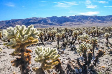 Mojave Çölü 'nde saplarla kaplı tüylü bir omurga.