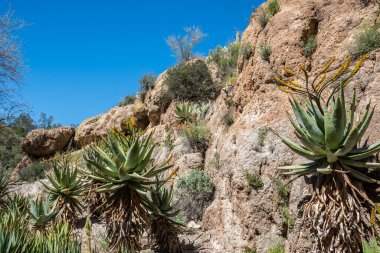 Koruma parkının yürüyüş izinden destansı dağ manzarası