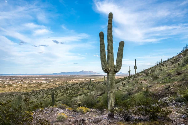 Arborescent Cactus Species Walking Trail Preserve Park — Stock Photo, Image