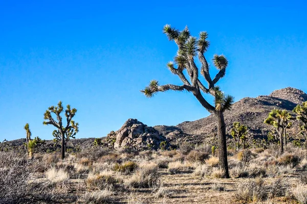 Ένα Μεγάλο Πράσινο Δέντρο Yucca Στη Νοτιοανατολική Καλιφόρνια Βρίσκεται Στην — Φωτογραφία Αρχείου