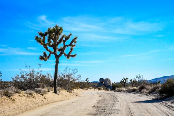 Korunmuş Parkın Mojave Çölü Yolculuk — Stok fotoğraf