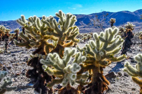 Mojave Çölü 'nde saplarla kaplı tüylü bir omurga.