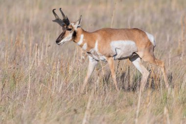 Artiodactyl memeli koruma parkının yeşil otlak içinde ürpertici
