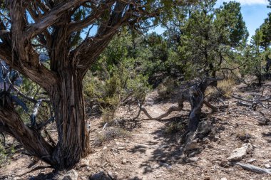 Parkın yürüyüş izinden destansı kanyon manzarası