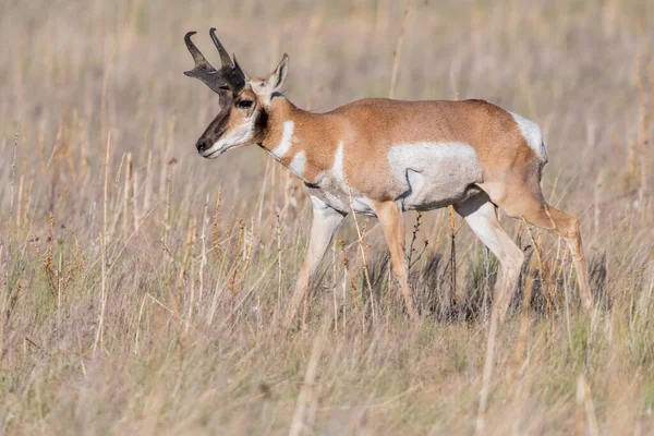 Artiodactyl memeli koruma parkının yeşil otlak içinde ürpertici