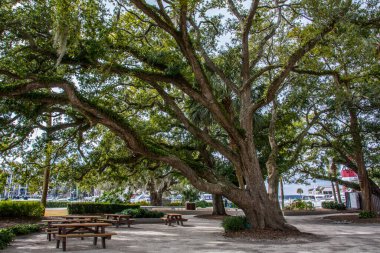 Hilton Head Adası, Güney Carolina 'da yaşlı meşe ağaçları.