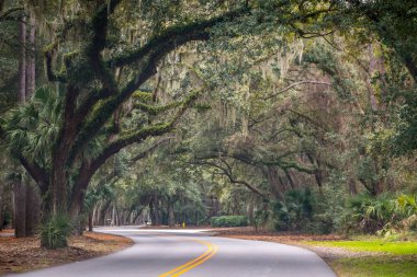 Hilton Head Adası, Güney Carolina 'daki Sea Pine Ormanı
