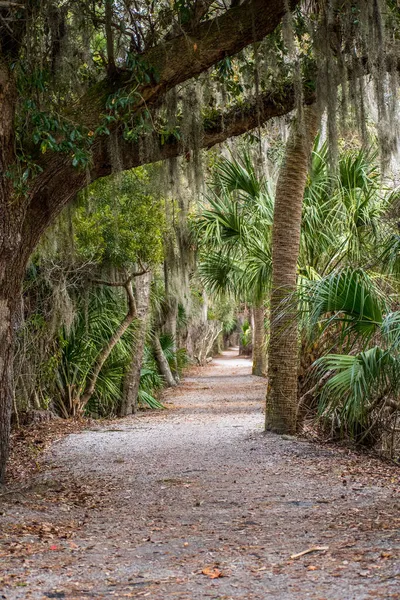 Sea Pine Forest Hilton Head Island South Carolina — Stock Photo, Image