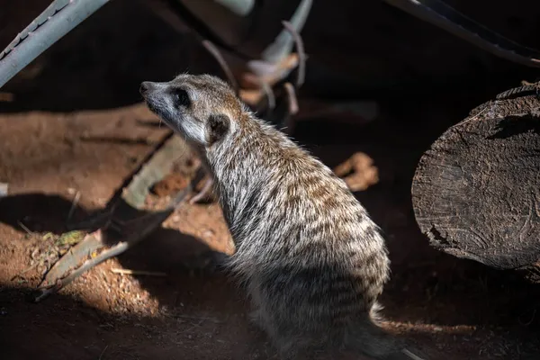 American Badger Palm Springs California — Stock Photo, Image