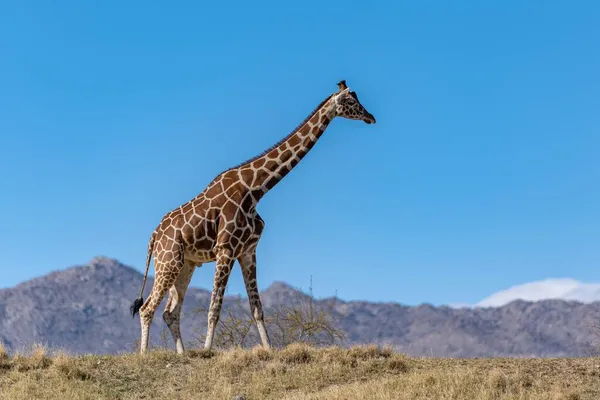 Una Giraffa Lunga Snella Palm Springs California — Foto Stock