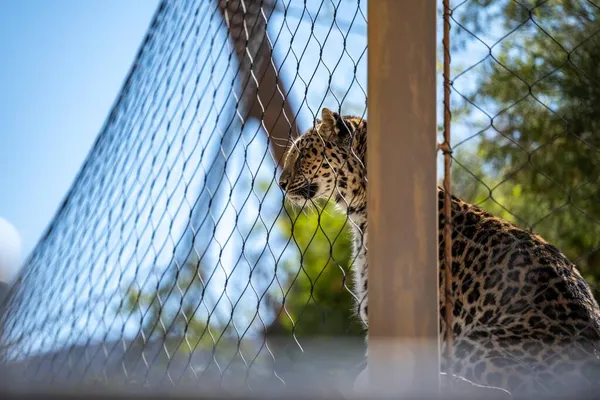 Egy Sárga Fekete Foltos Bobcat Palm Springs Kalifornia — Stock Fotó