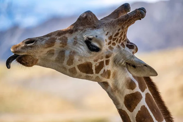 Une Longue Girafe Élancée Palm Springs Californie — Photo