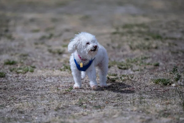 Μια Bichon Frise Στο Palm Springs Καλιφόρνια — Φωτογραφία Αρχείου