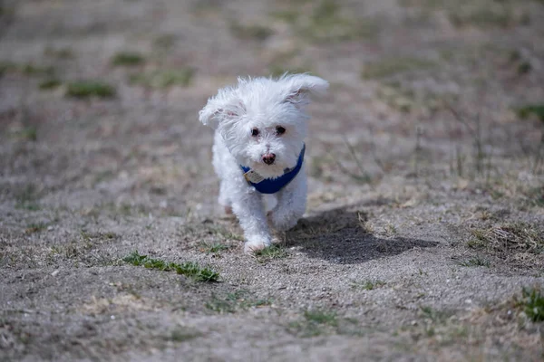 Bichon Frise Palm Springsben Kaliforniában — Stock Fotó