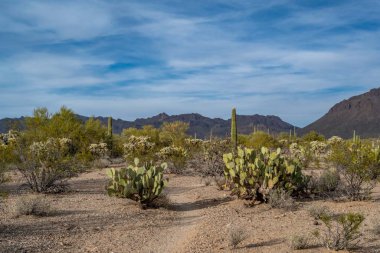 Tucson, Arizona 'da güzel bir doğa manzarası.