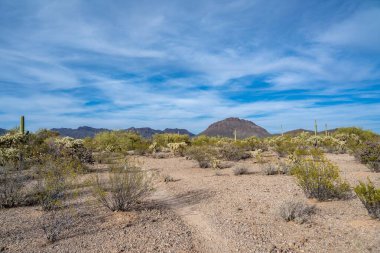 Tucson, Arizona 'da güzel bir doğa manzarası.