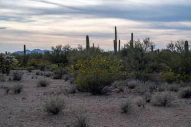 Tucson, Arizona 'da güzel bir doğa manzarası.