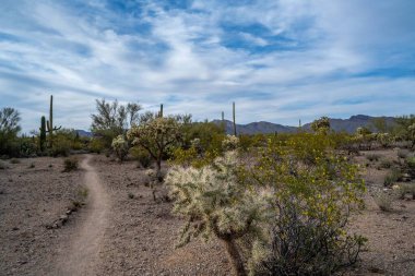 Tucson, Arizona 'da güzel bir doğa manzarası.