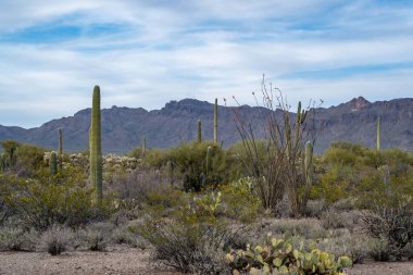 Tucson, Arizona 'da güzel bir doğa manzarası.