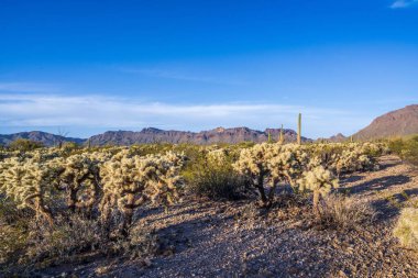 Tucson, Arizona 'da güzel bir doğa manzarası.