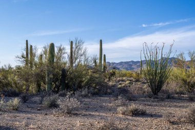 Saguaro Ulusal Parkı, Arizona 'da uzun ince bir Saguaro Kaktüsü.