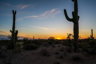 Saguaro Ulusal Parkı, Arizona 'da uzun ince bir Saguaro Kaktüsü.