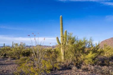 Saguaro Ulusal Parkı, Arizona 'da uzun ince bir Saguaro Kaktüsü.