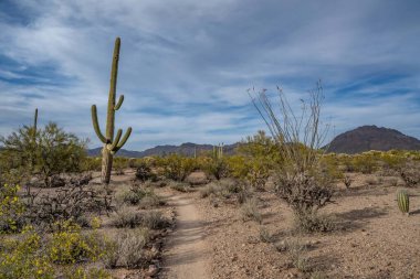 Saguaro Ulusal Parkı, Arizona 'da uzun ince bir Saguaro Kaktüsü.