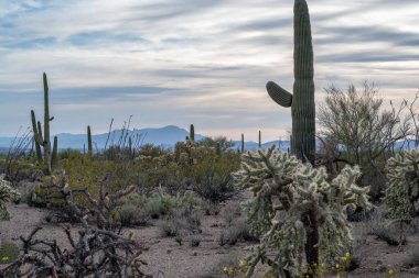 Saguaro Ulusal Parkı, Arizona 'da uzun ince bir Saguaro Kaktüsü.