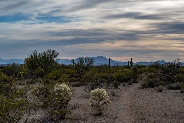 Een Prachtig Uitzicht Natuur Tucson Arizona — Stockfoto