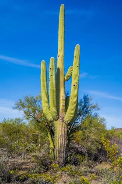 Ein Langer Schlanker Saguaro Kaktus Saguaro Nationalpark Arizona — Stockfoto