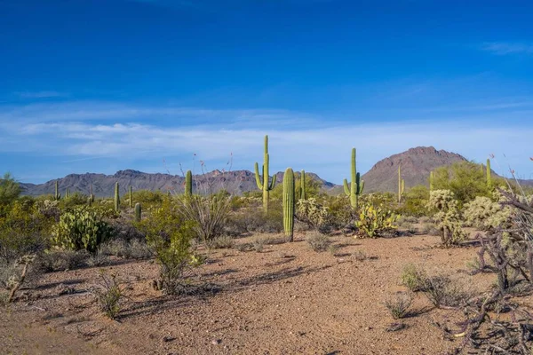 Dlouhý Štíhlý Kaktus Saguaro Národním Parku Saguaro Arizoně — Stock fotografie