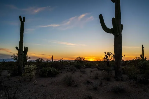 Een Lange Slanke Saguaro Cactus Saguaro National Park Arizona — Stockfoto