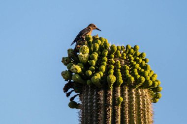Arizona 'daki Saguaro Ulusal Parkı' nda Brown Backed Woodpecker