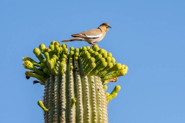 Arizona 'daki Saguaro Ulusal Parkı' nda Brown Backed Woodpecker