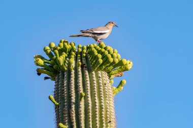Arizona 'daki Saguaro Ulusal Parkı' nda Brown Backed Woodpecker