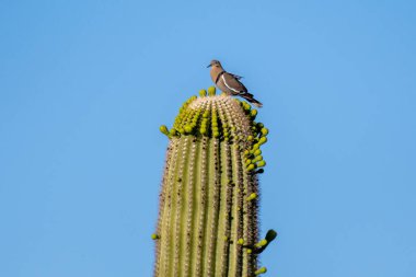 Arizona, Saguaro Ulusal Parkı 'nda Beyaz Kanatlı Güvercin