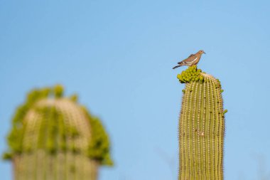 Arizona, Saguaro Ulusal Parkı 'nda Beyaz Kanatlı Güvercin