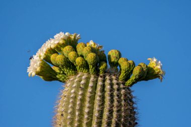 Arizona 'daki Saguaro Ulusal Parkı' nda çiçek açan bir bitki.